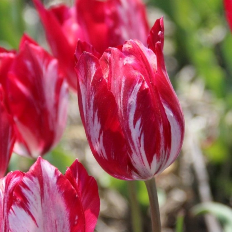 Tulipa 'Bridesmaid'
