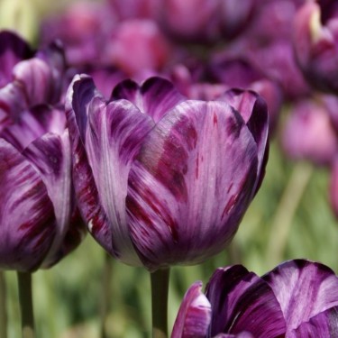 Tulipa 'Columbine Foliage Variegated'