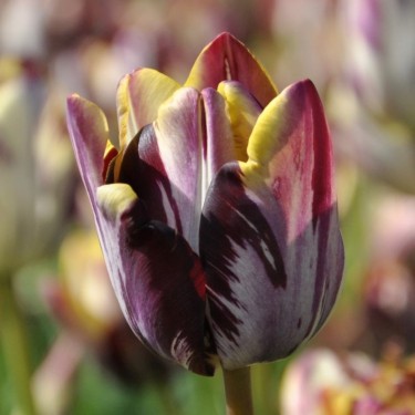 Tulipa 'Insulinde'
