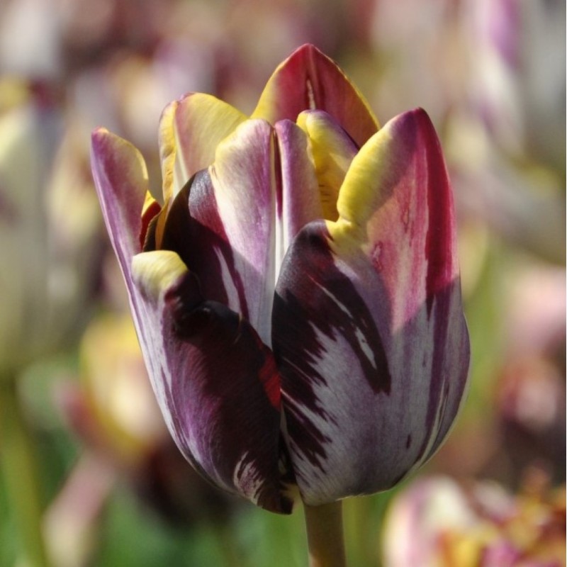 Tulipa 'Insulinde'