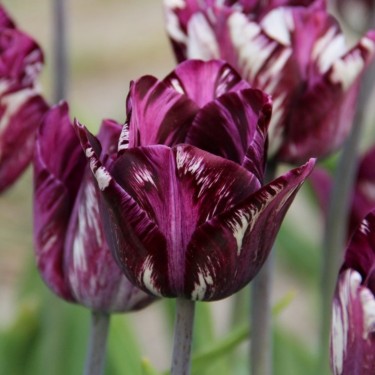 Tulipa 'Le Printemps' -broken-