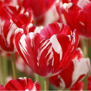 Tulipa 'Mabel'