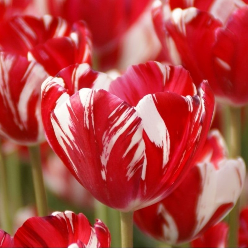 Tulipa 'Mabel'
