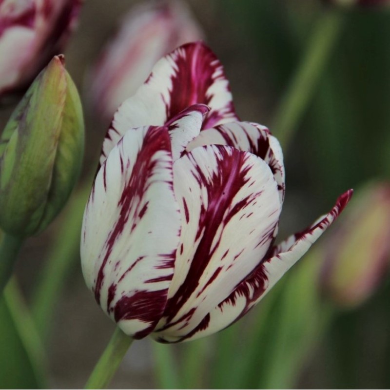 Tulipa 'May-Blossom' -broken-