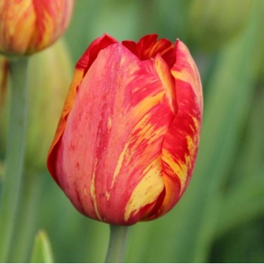 Tulipa 'Rubens' -broken-