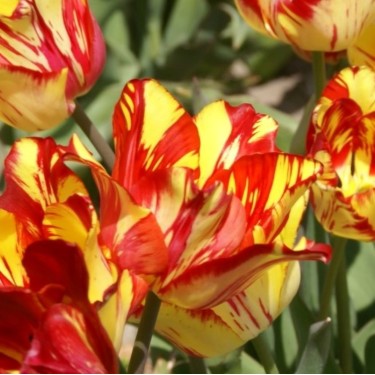 Tulipa 'Saskia'