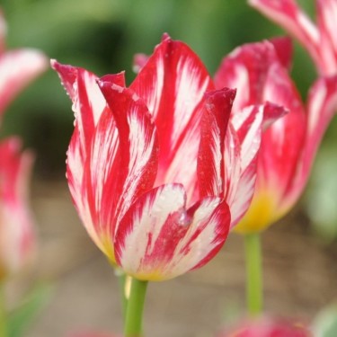 Tulipa 'Silver Standard'