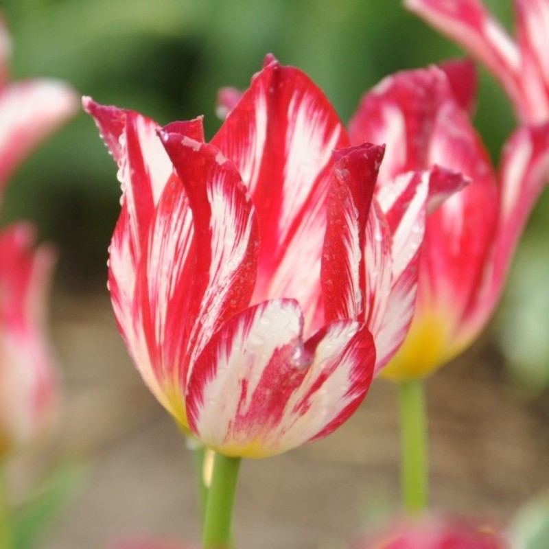 Tulipa 'Silver Standard'