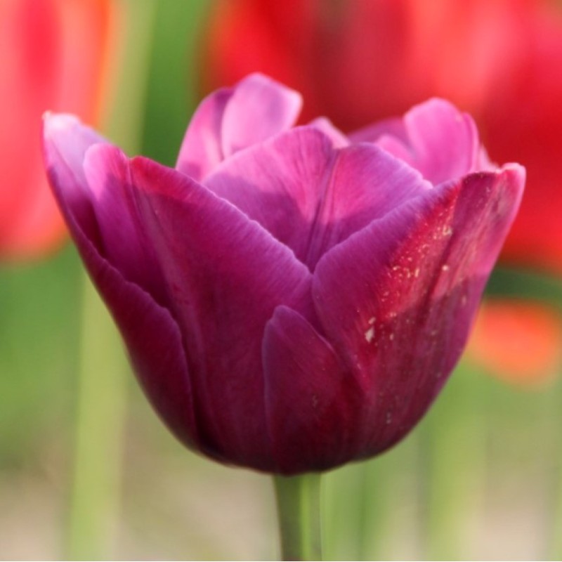 Tulipa 'Aesculapius'