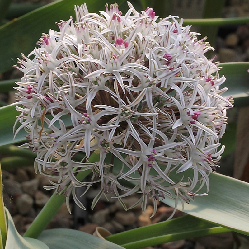 Allium breviscapum Allium breviscapum