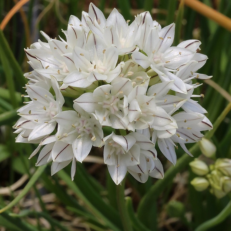 Allium haematochiton Allium haematochiton