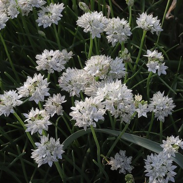 Allium haematochiton Allium haematochiton