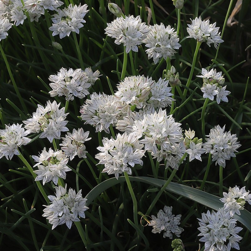 Allium haematochiton Allium haematochiton