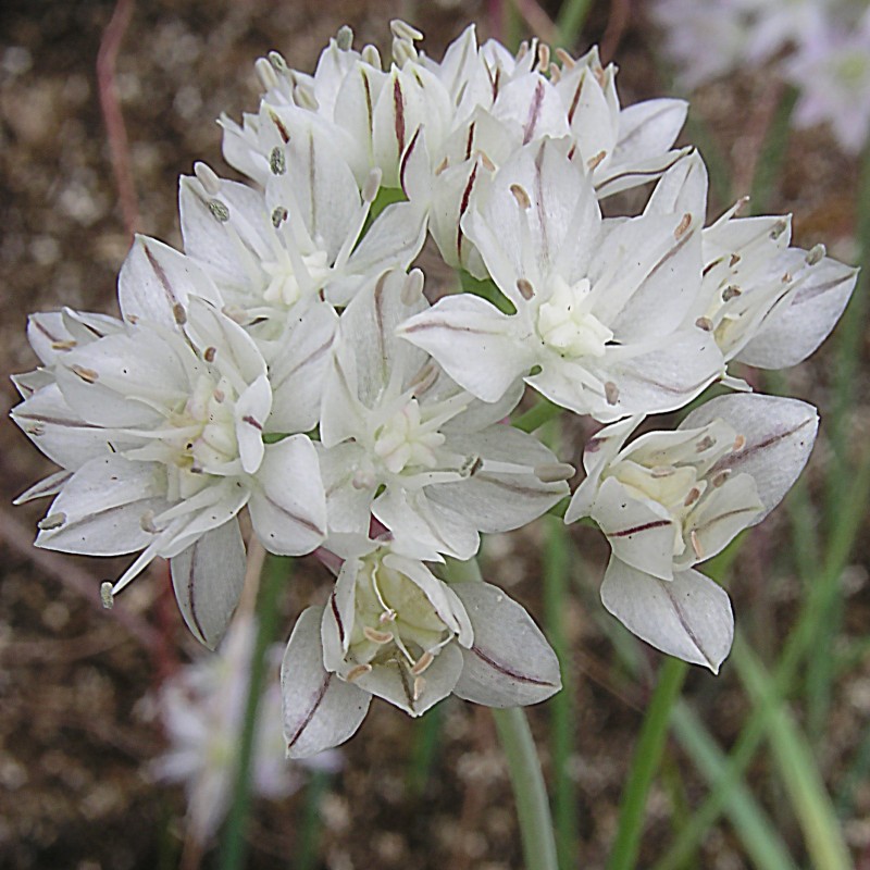 Allium haematochiton Allium haematochiton