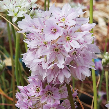 Allium membranaceum