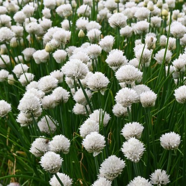Allium schoenoprasum 'Colesbourne Giant'