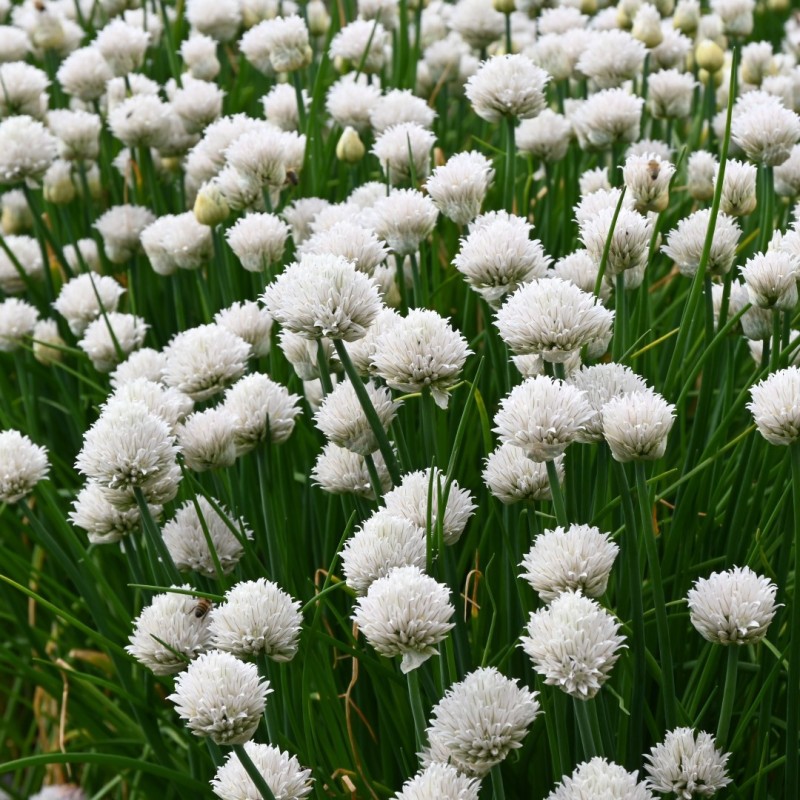 Allium schoenoprasum 'Colesbourne Giant'