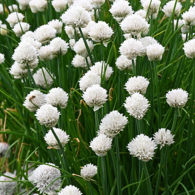 Allium schoenoprasum 'Colesbourne Giant'