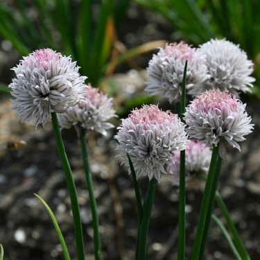 Allium schoenoprasum 'Black Isle Blush'