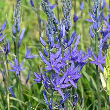 Camassia leichtlinii 'Maybelle' ®