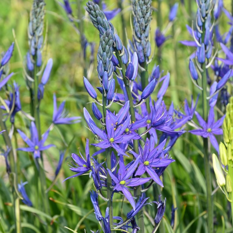 Camassia leichtlinii 'Maybelle' ®