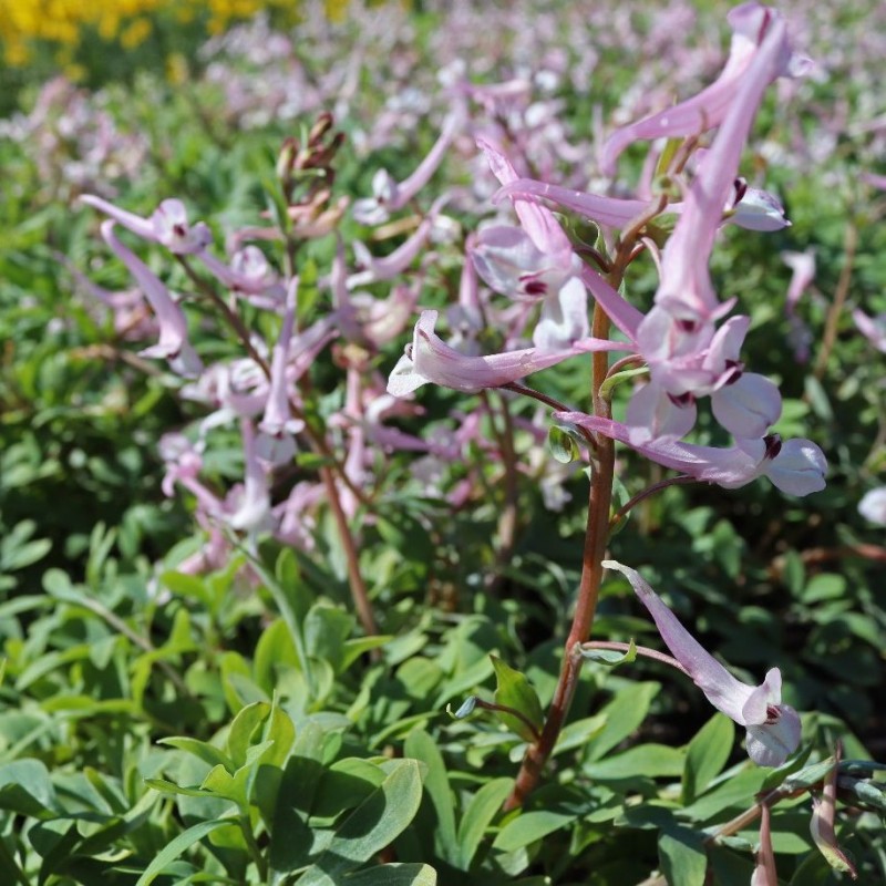 Corydalis glaucescens x schanginii