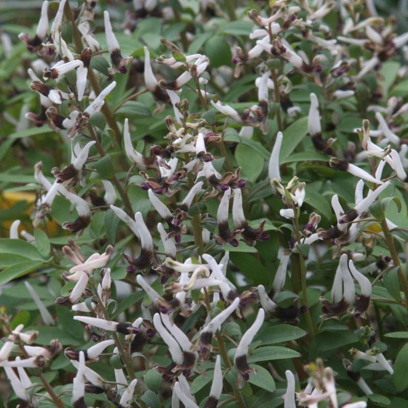 Corydalis nudicaulis 'Talogan' Corydalis nudicaulis 'Talogan'