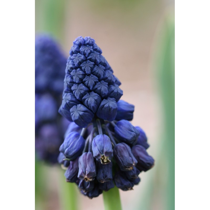Bellevalia atroviolacea