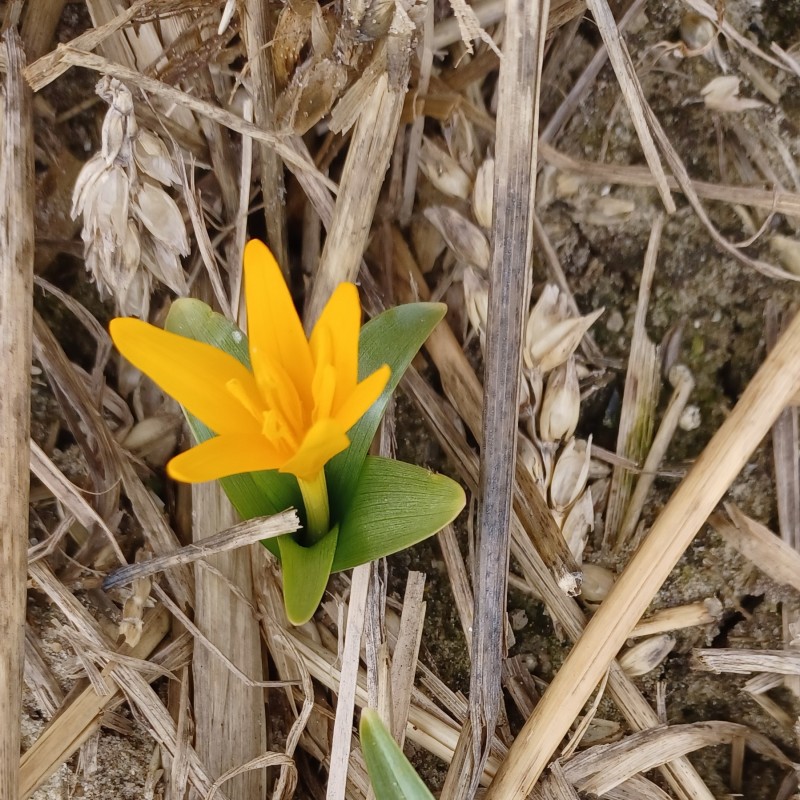Colchicum luteum