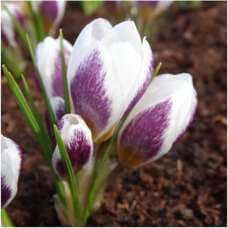 Crocus biflorus 'Violet Fog'