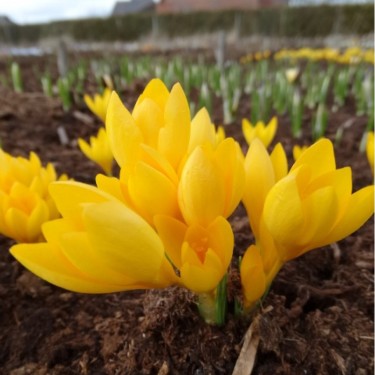 Crocus chrysanthus ‘Uschak Orange’ 