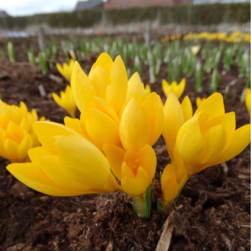 Crocus chrysanthus ‘Uschak Orange’ 
