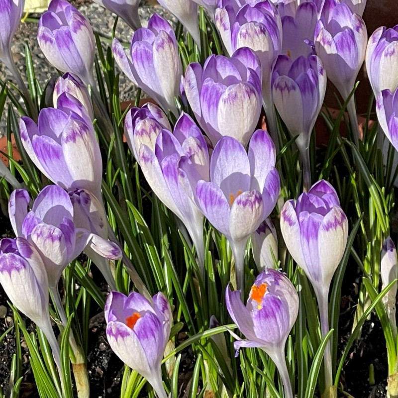 Crocus heuffelianus 'Harry Hay'