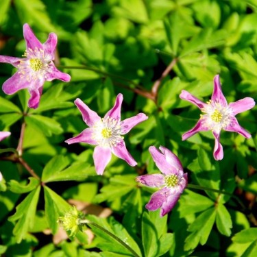 Anemone nemorosa 'Marcelina'