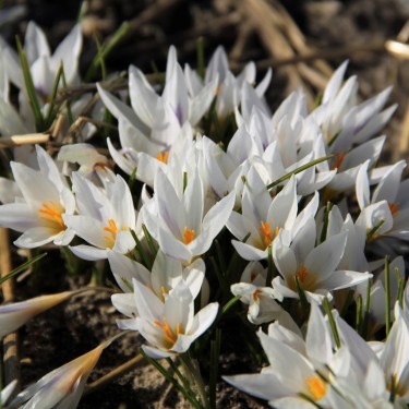 Crocus jessopae