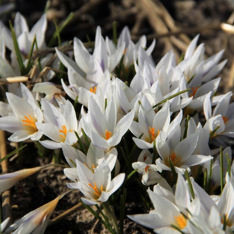 Crocus jessopae