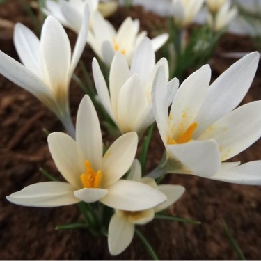Crocus korolkowii 'Albus'