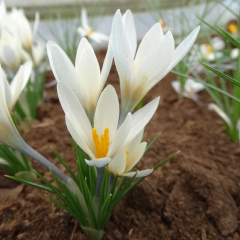 Crocus korolkowii 'Albus'