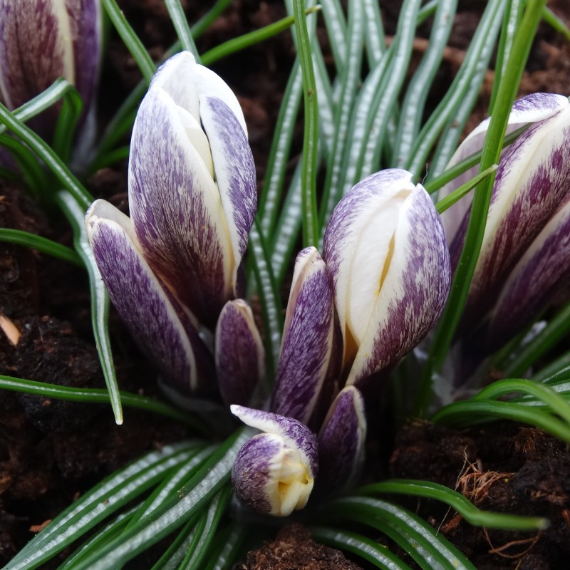 Crocus korolkowii x 'Fresco'