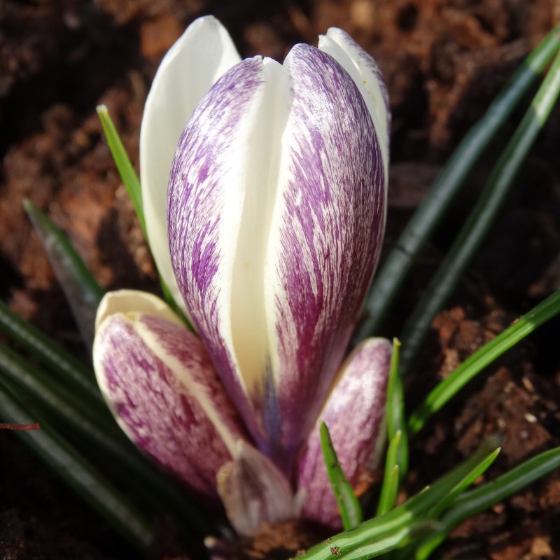 Crocus korolkowii x 'Fresco'