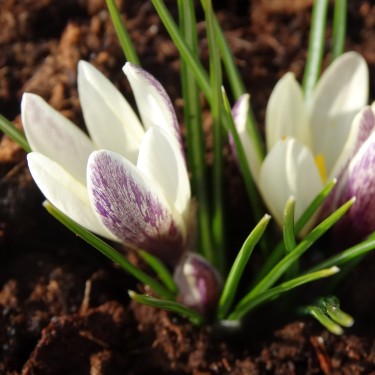 Crocus korolkowii x 'Fresco'