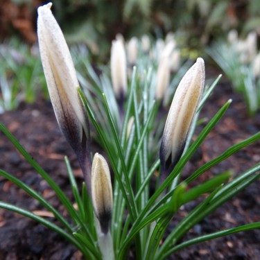 Crocus korolkowii x 'Karelia'