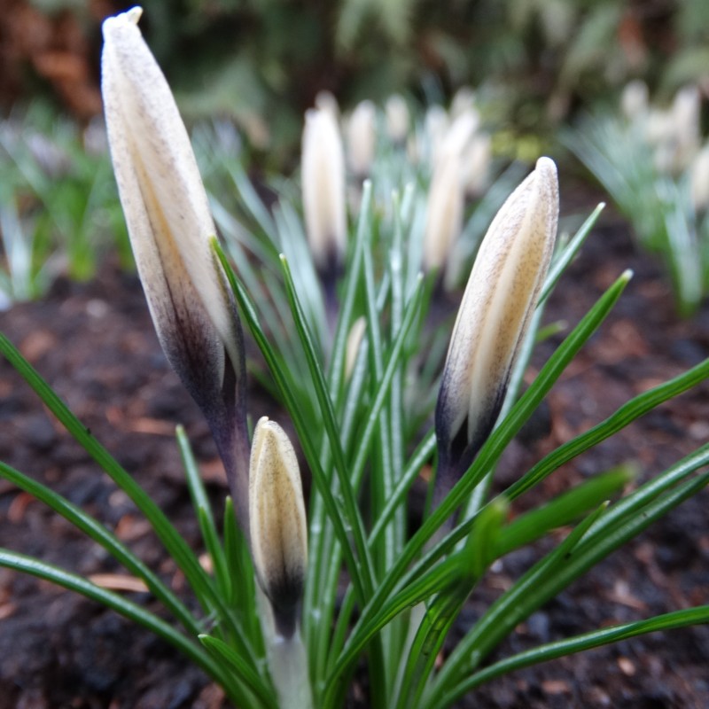 Crocus korolkowii x 'Karelia'