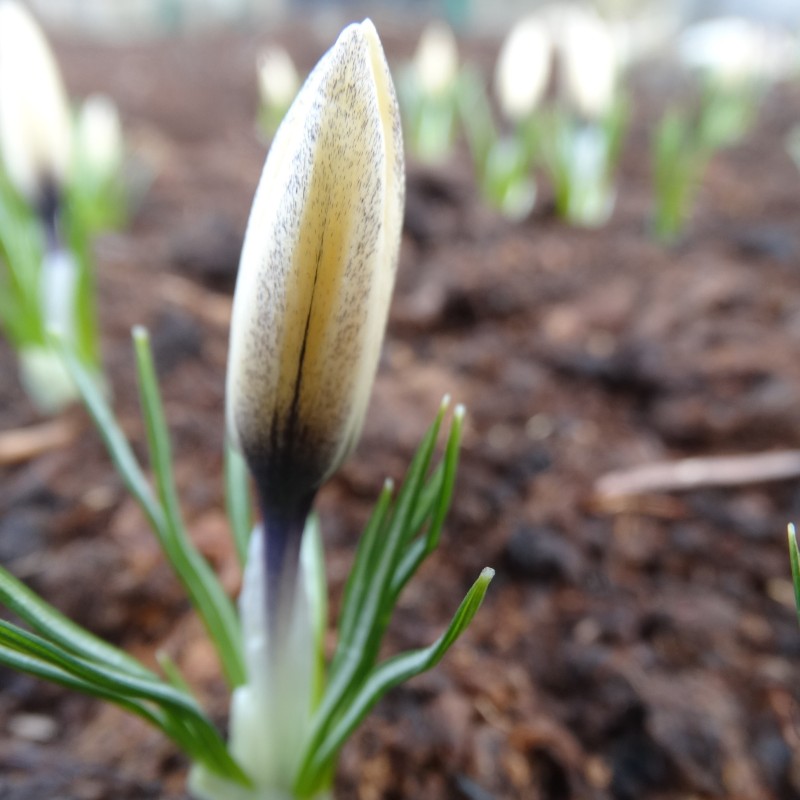 Crocus korolkowii x 'Karelia'