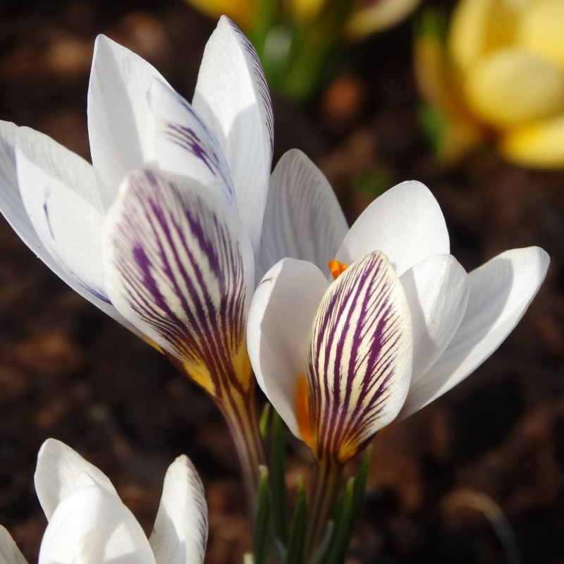 Crocus taseliensis