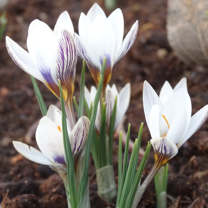 Crocus taseliensis
