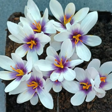Crocus mathewii