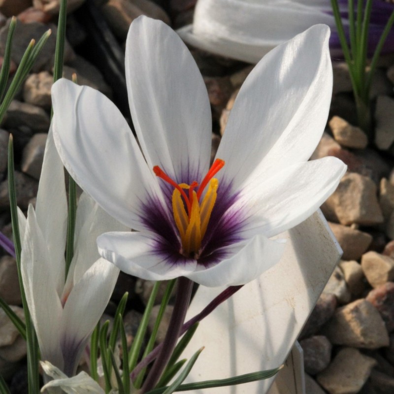 Crocus mathewii