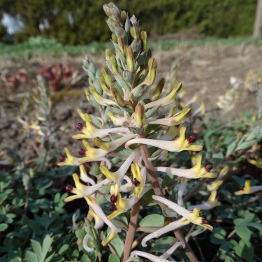 Corydalis ruksansii x C. ainae 'Cream Contender'