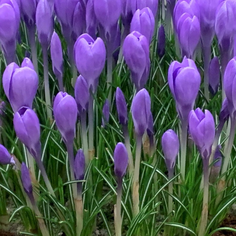 Crocus tommasinianus 'Hummingbird'